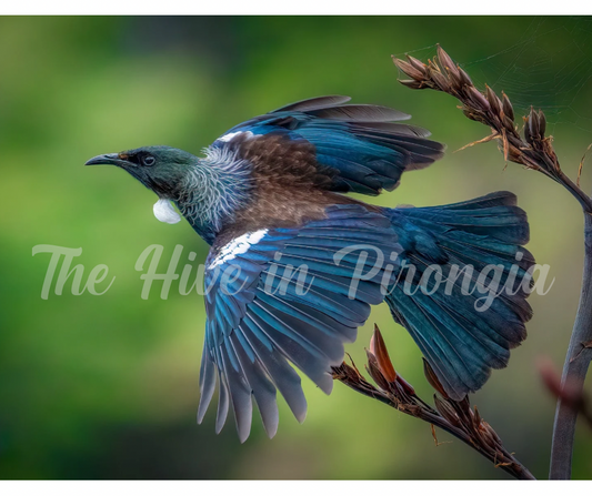 NZ native bird prints