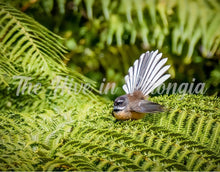 NZ Native Bird Prints