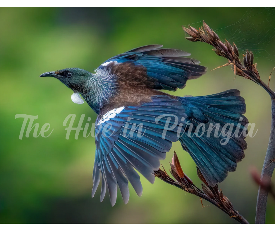 NZ Native Bird Prints