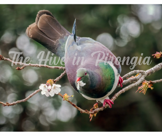 NZ native bird prints